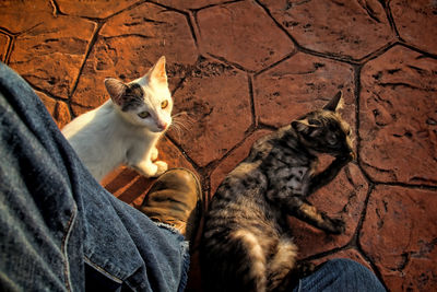 High angle view of cats relaxing outdoors