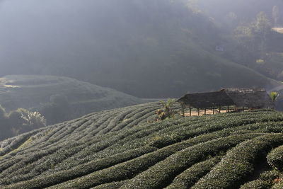 Scenic view of agricultural field