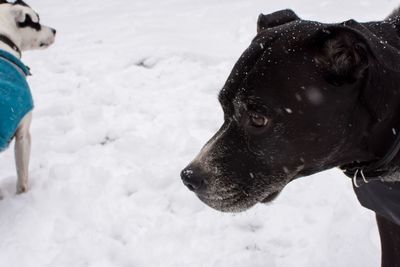 Close-up of dog on snow covered land