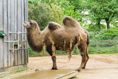 Sheep standing in a zoo