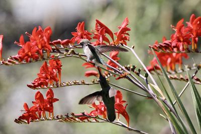 Close-up of hummingbird on red flower
