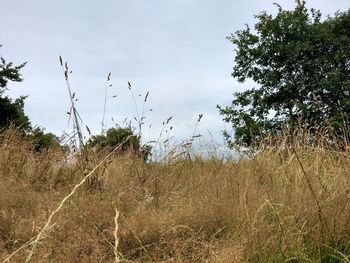 Birds flying over landscape against sky