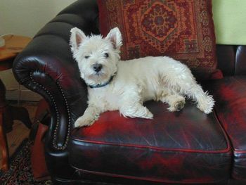 Dog resting on sofa