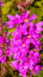 Close-up of flowers