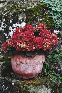 Close-up of red rose