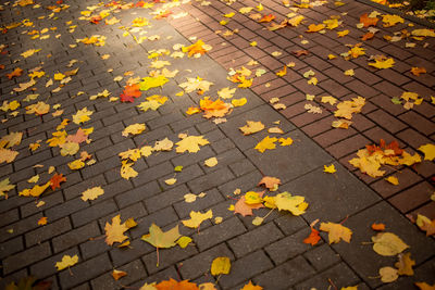 High angle view of autumn leaves on street