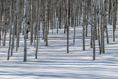 Snow covered landscape