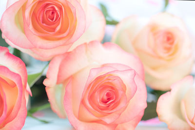 Gentle pale pink roses bouquet close up as background or wallpapers.