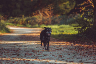 Dog running in park