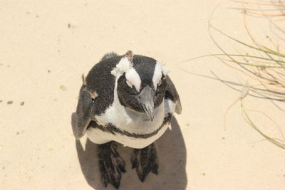 High angle view of a bird on sand