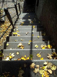 Surface level of autumn leaves