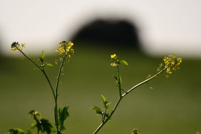 Close-up of flowering plant against blurred background