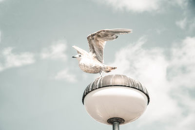 Low angle view of seagull perching on street light against sky