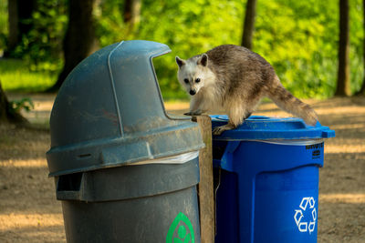 Cat on garbage bin against wall