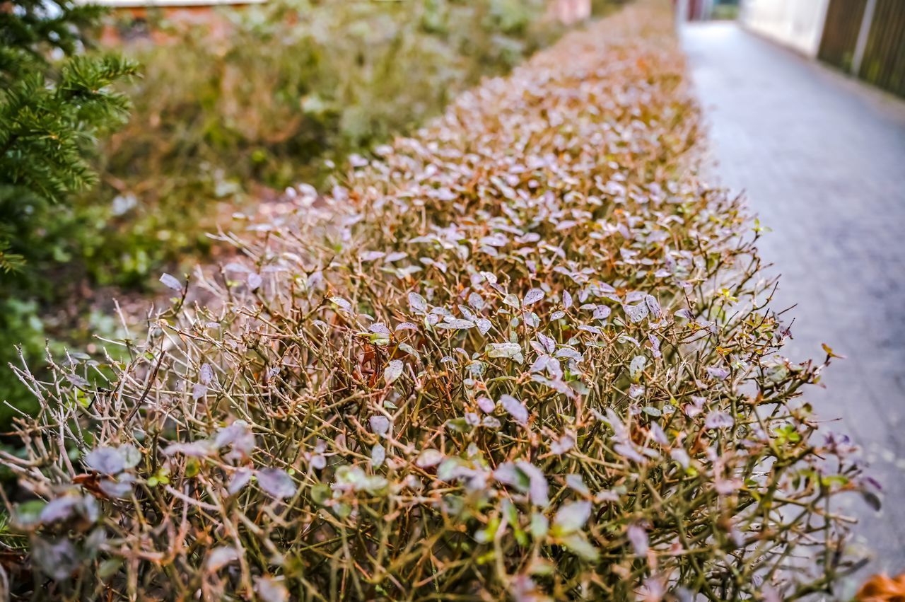 CLOSE-UP OF DRIED PLANT ON FIELD