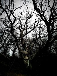 Bare trees against sky at sunset