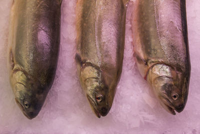 High angle view of fish for sale in market