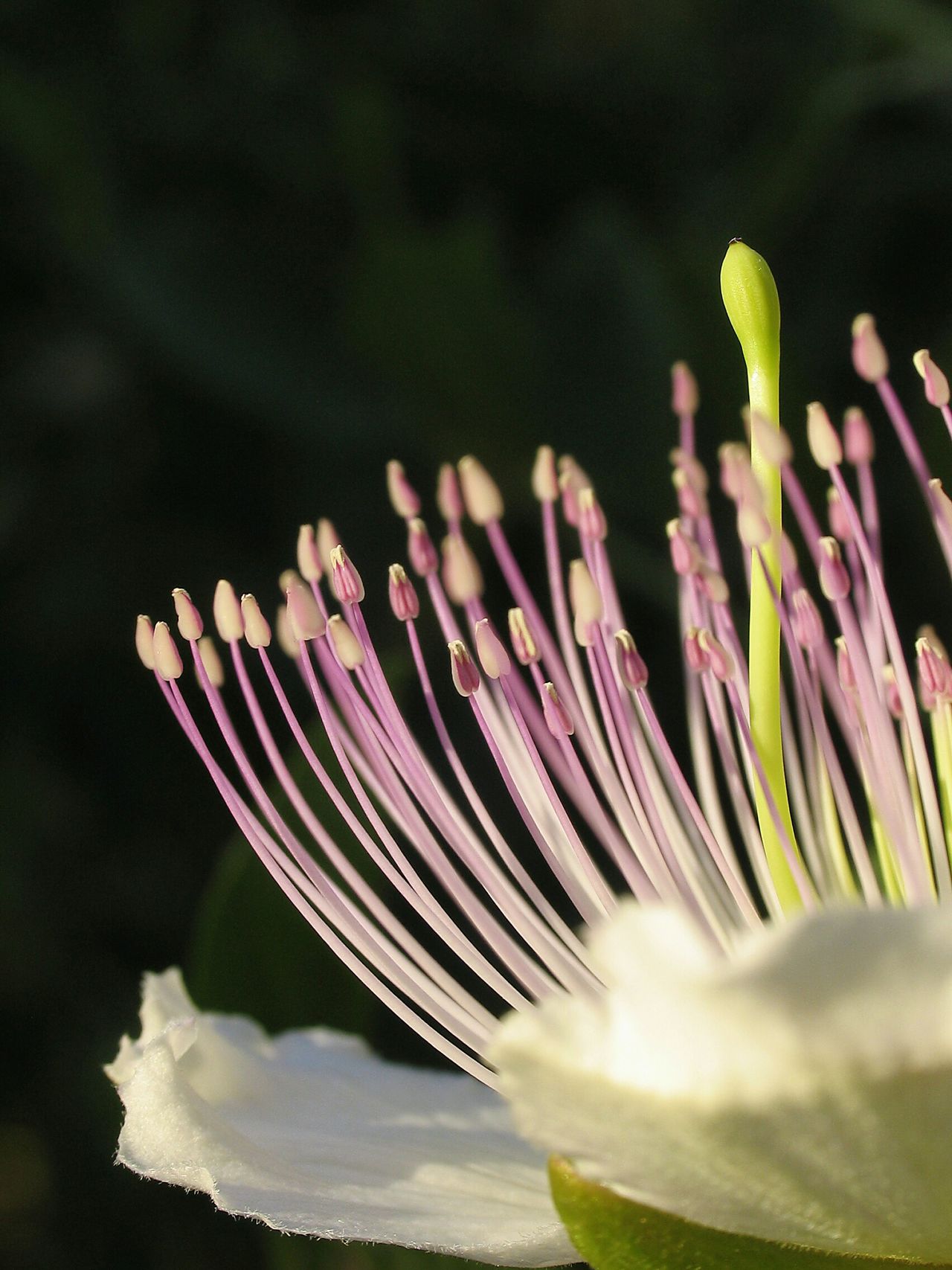 Caper flower