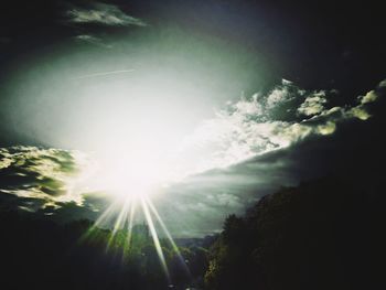 Sunlight streaming through trees in forest