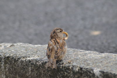 Close-up of bird perching on rock