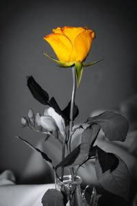 Close-up of yellow flowers