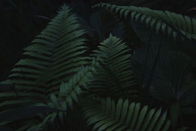 Fern leaves in forest at night