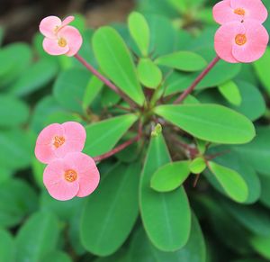 Close-up of pink flowers