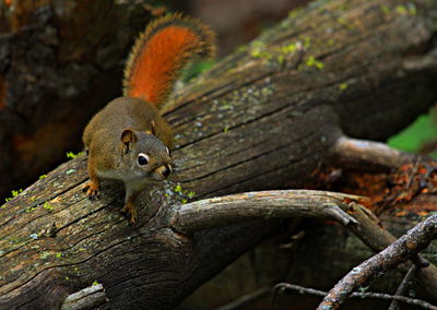 Close-up of squirrel on plant bark at forest