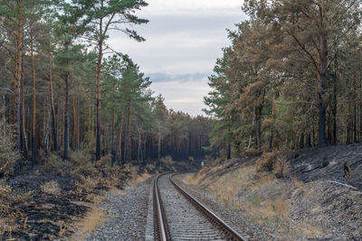 Railroad tracks in forest against sky