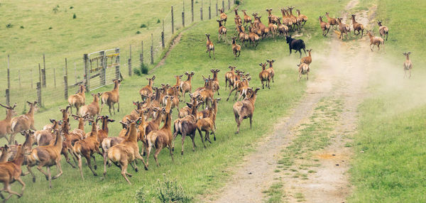Herd of deer running on grassy field