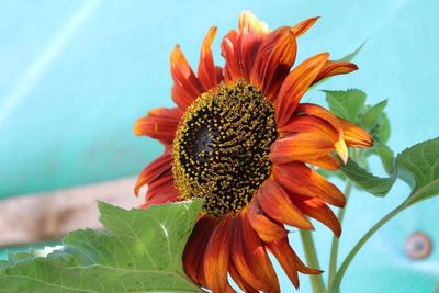 Close-up of sunflower blooming outdoors