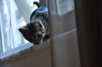 Portrait of cat by window at home