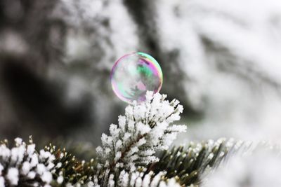 Close-up of bubbles against blurred background