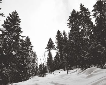 Trees on snow covered landscape against sky
