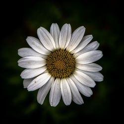 Close-up of white flower blooming against black background