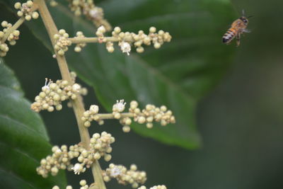Close-up of insect on flowers