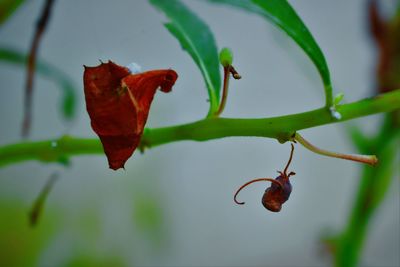 Close-up of red leaves on plant