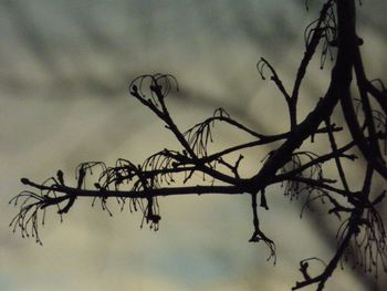 Low angle view of bare tree against cloudy sky