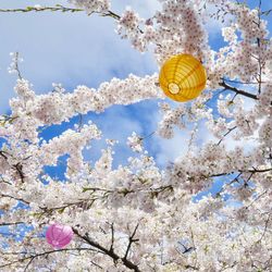 Low angle view of flower tree against sky