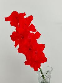 Close-up of red flowers