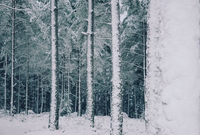 Trees in forest during winter