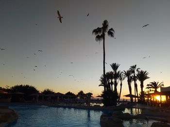 Silhouette birds flying over palm trees against sky during sunset