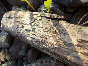 Close-up of tree trunk