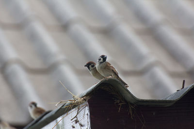 Low angle view of sparrows perching on roof