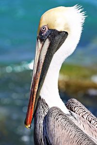 Close-up of pelican