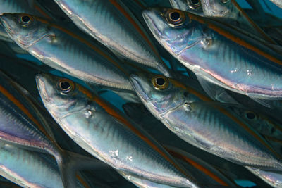 Close-up of fish