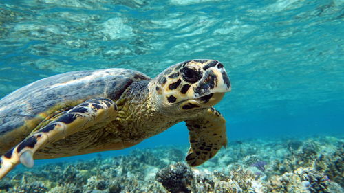 High angle view of turtle swimming in sea