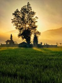 Tree on field against sky during sunset