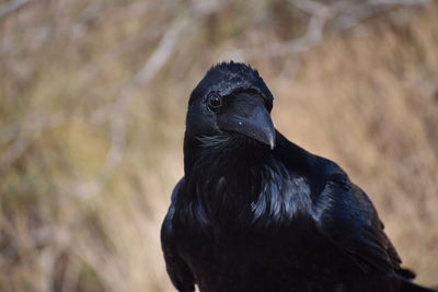 Portrait of black bird