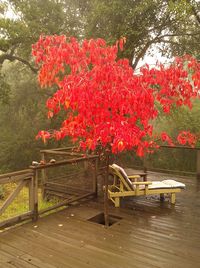 Red flowers on tree